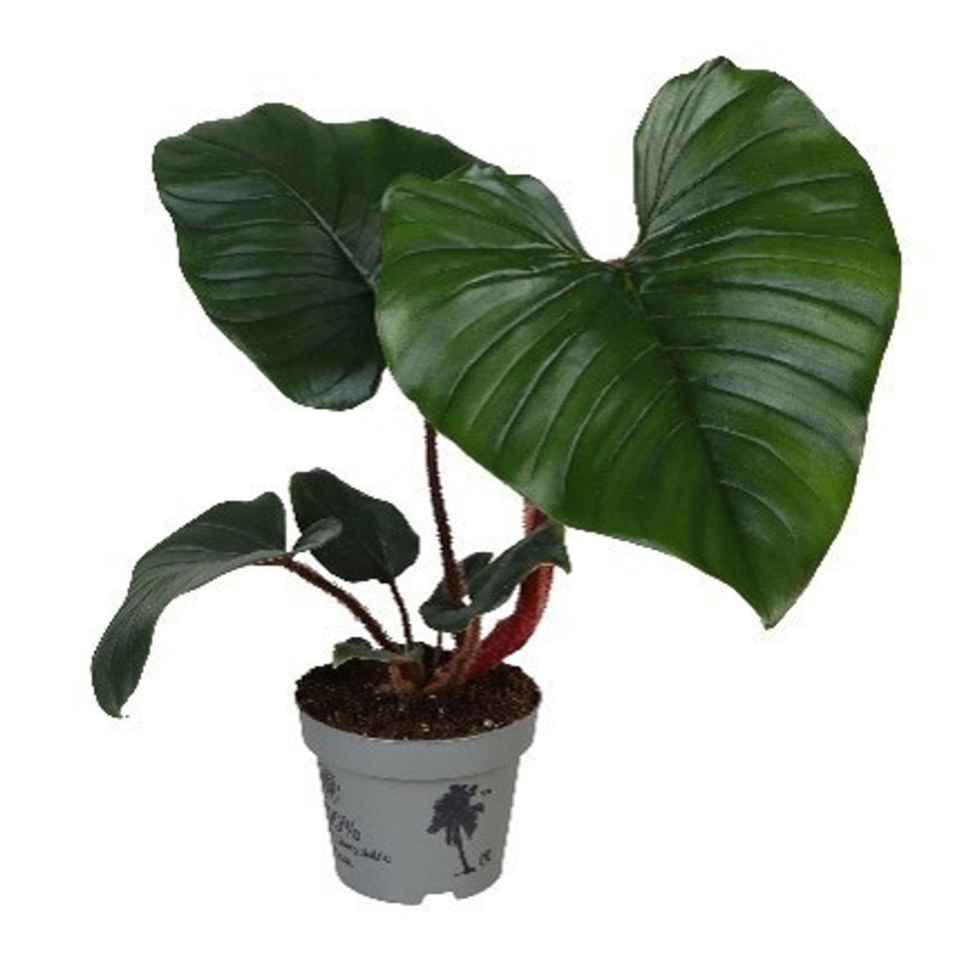Philodendron Squamiferum x Serpens 12 cm, D 12