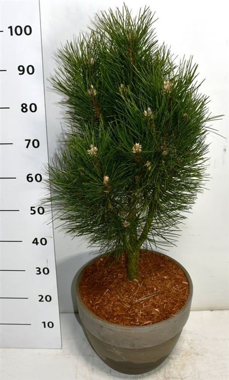 Pinus nigra 'Pyramidalis', D 35
