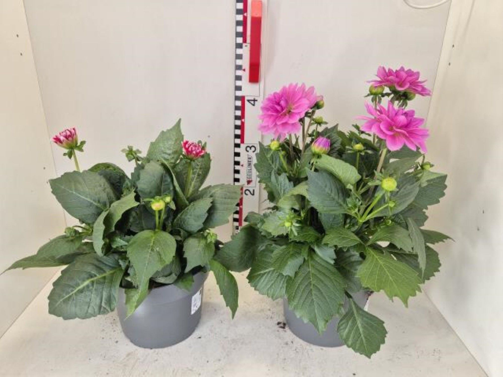 Dahlia Hybrid, verschillende kleuren, D 19