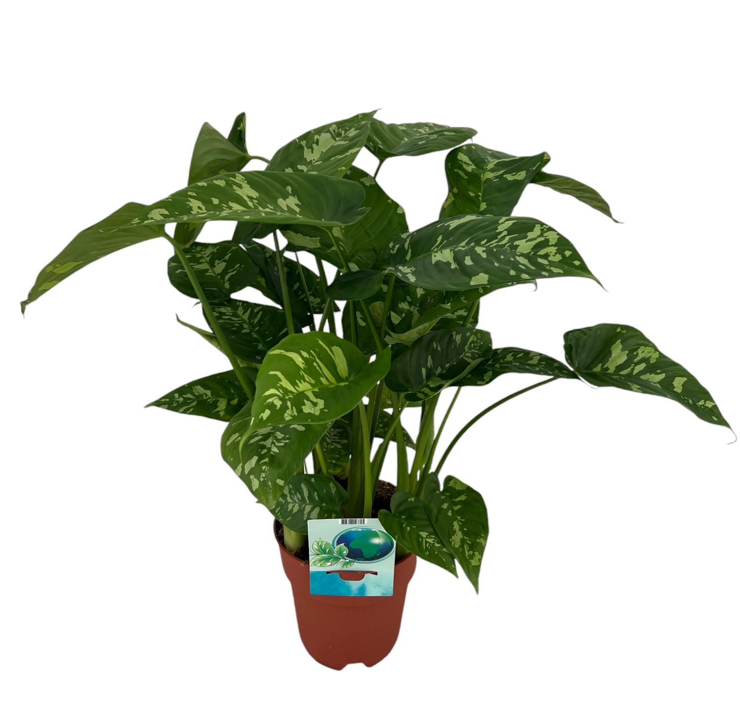 Homalomena Candid, D 19 cm Homalomena Candid, D 19 cm