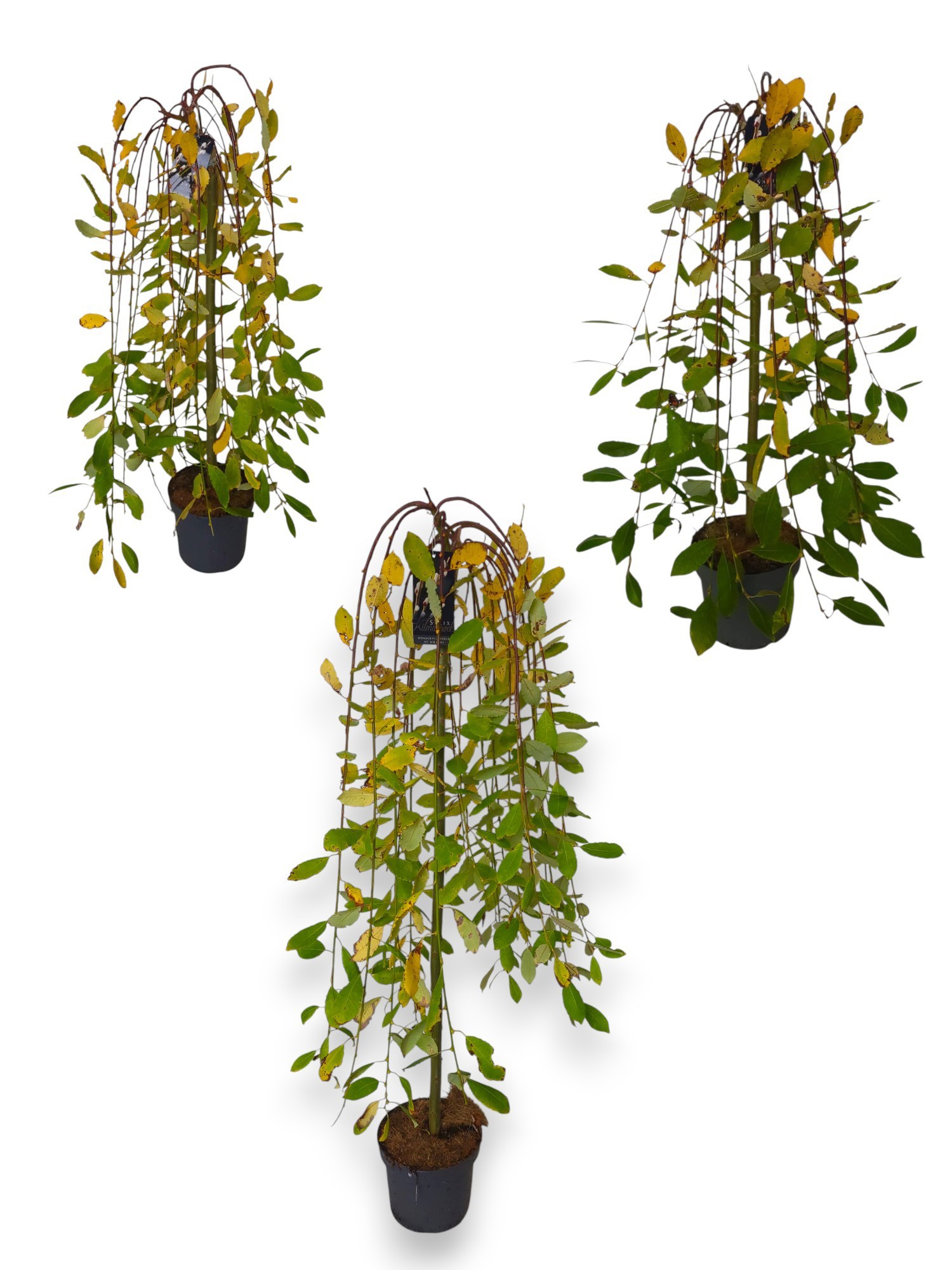 Salix caprea 'Kilmarnock' Mix CC C5/P23, D 23 cm