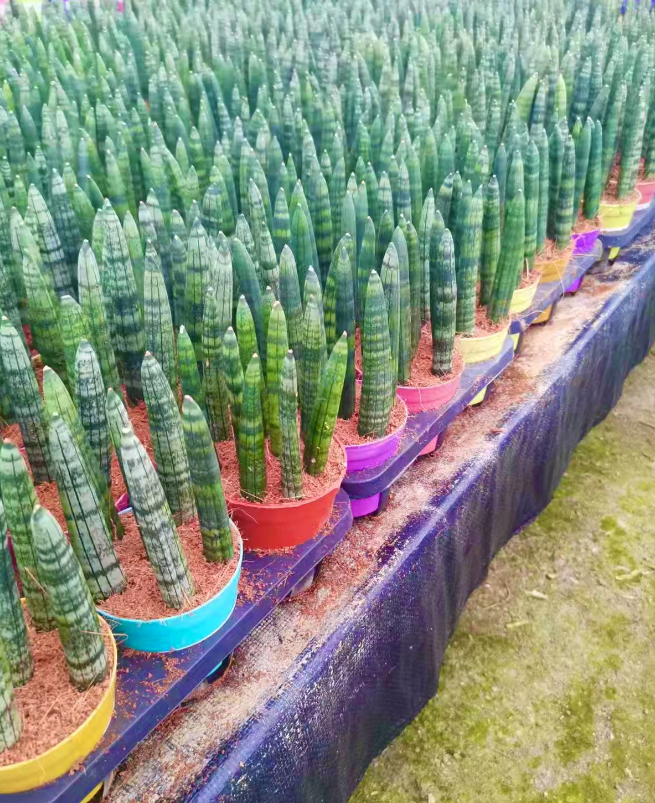 Сансевиерия цилиндрика 11 25