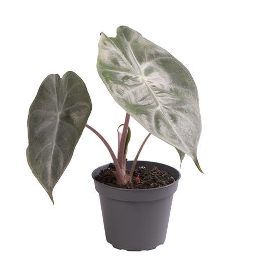 ALOCASIA BAGINDA 'Bambino Aurea', D 6
