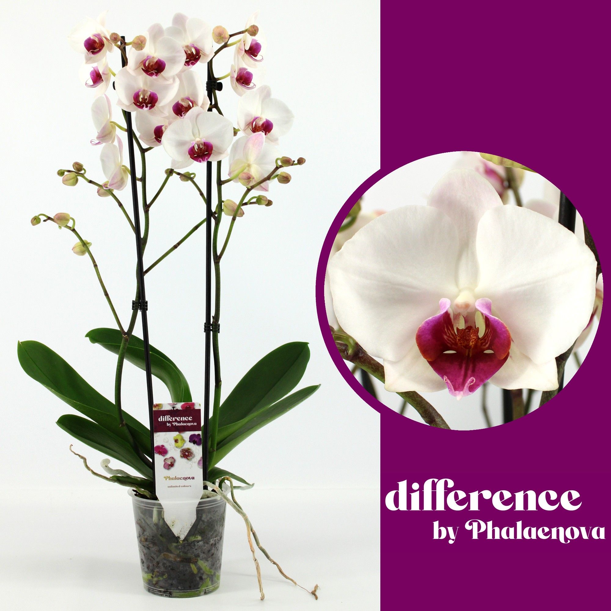 Red Lip 2-tak 70cm (RIJP), D 12 cm