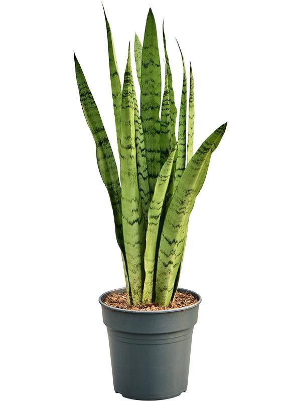 Sansevieria trifasciata 'Silver Mist', D 19