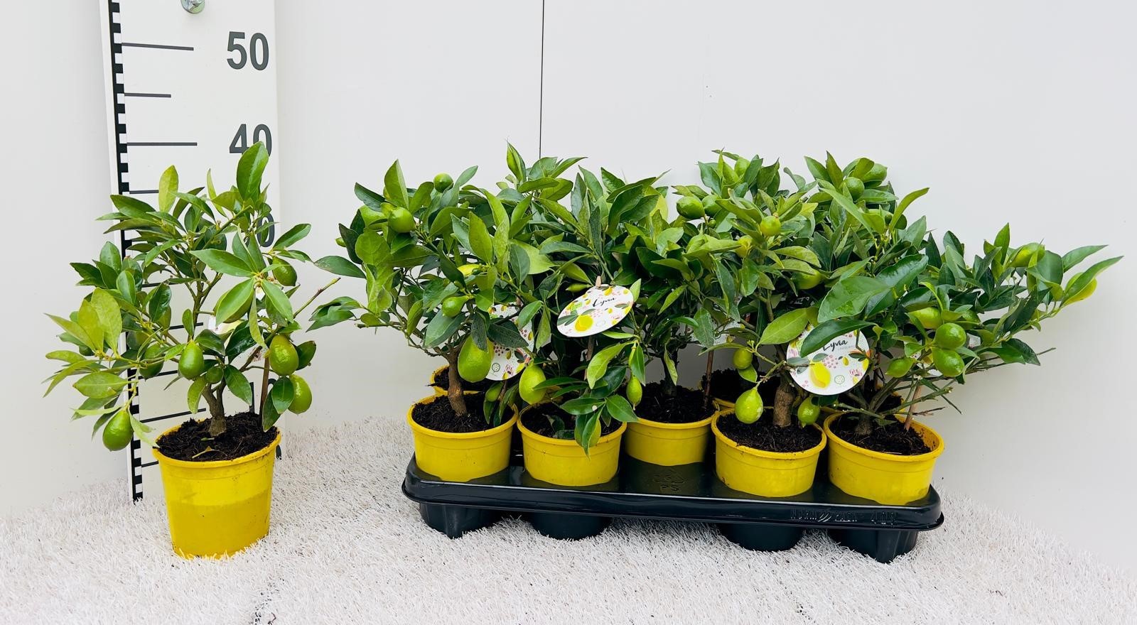 Citrus floridana Limon mini-stem (s2), D 12