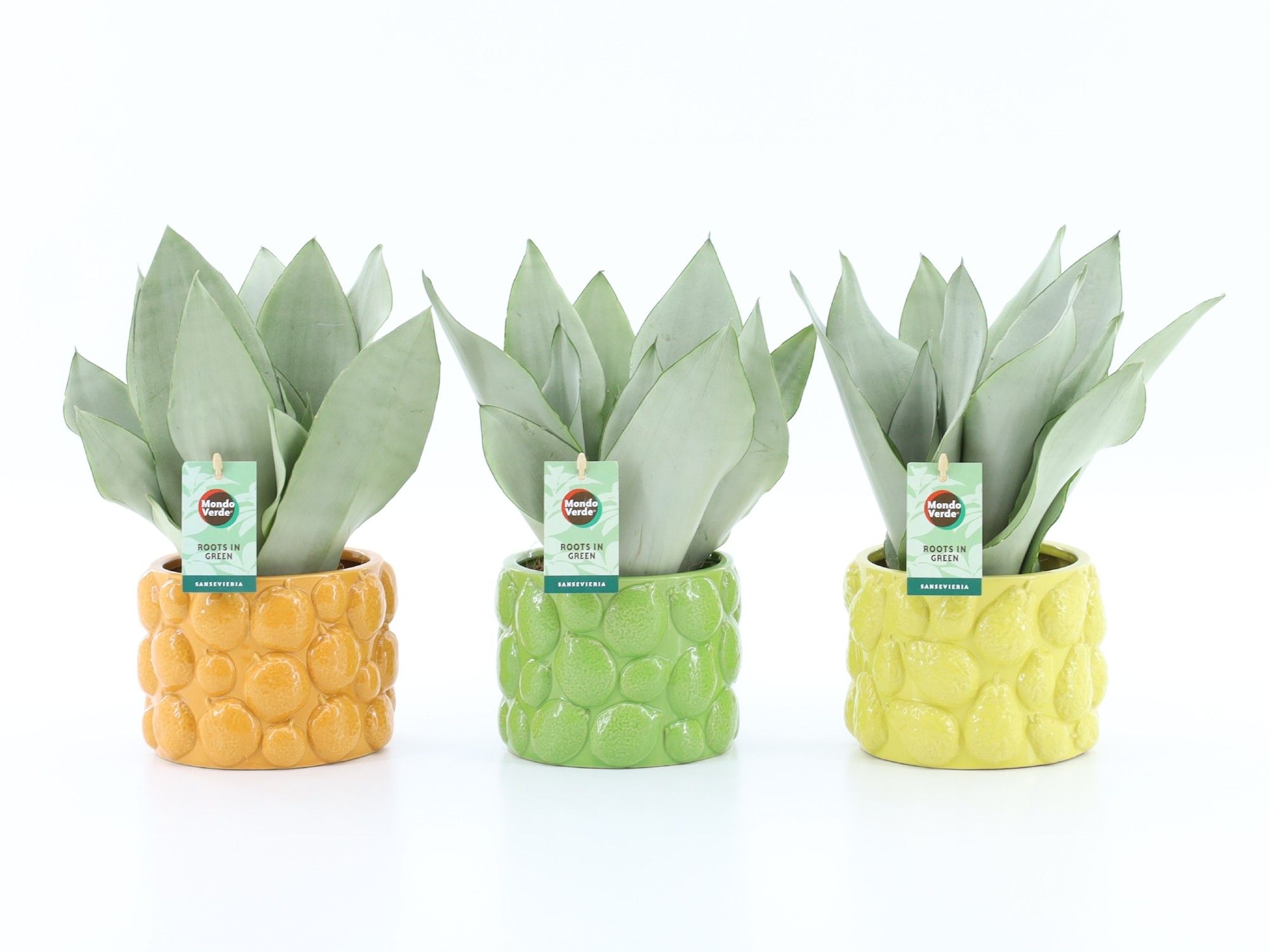 Sansevieria Moonshine in Dolce Frutta, D 15