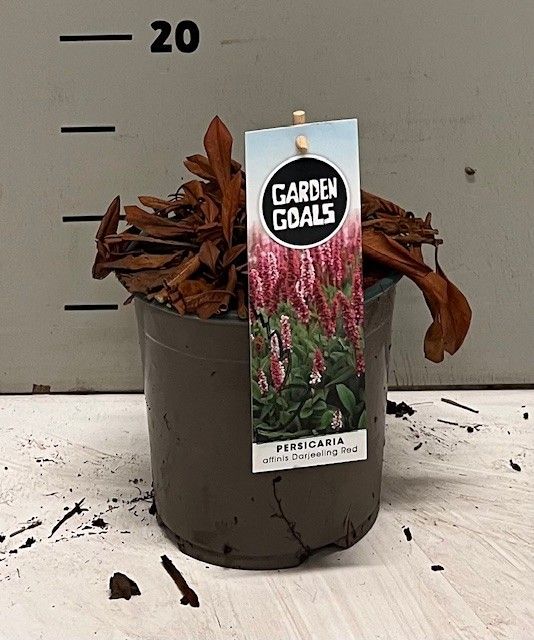 Persicaria affinis Kabouter, D 14