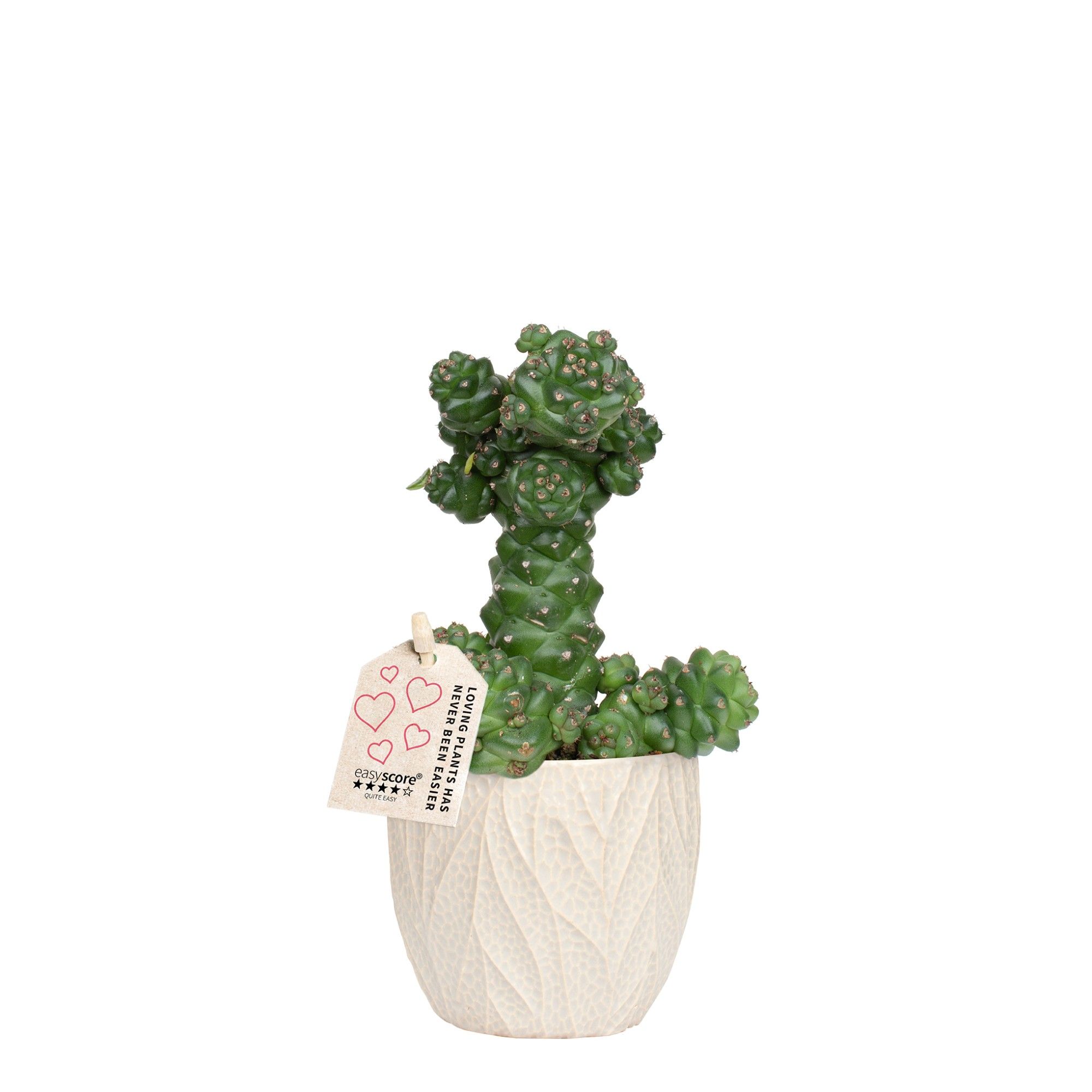 Leaf Sand, Euphorbia ritchiei ´Sculpture´, D 10