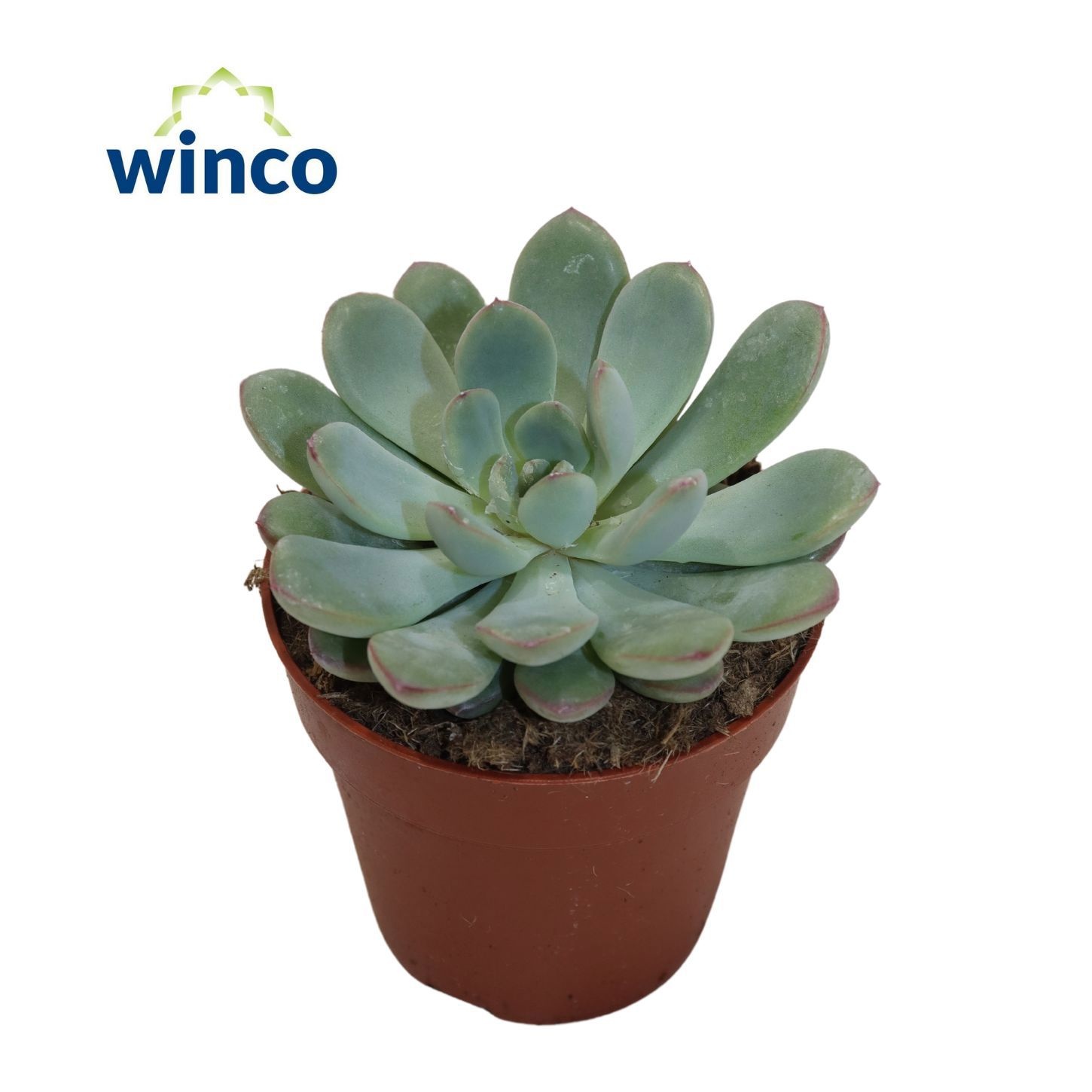 Echeveria Morning Dew, D 8,5