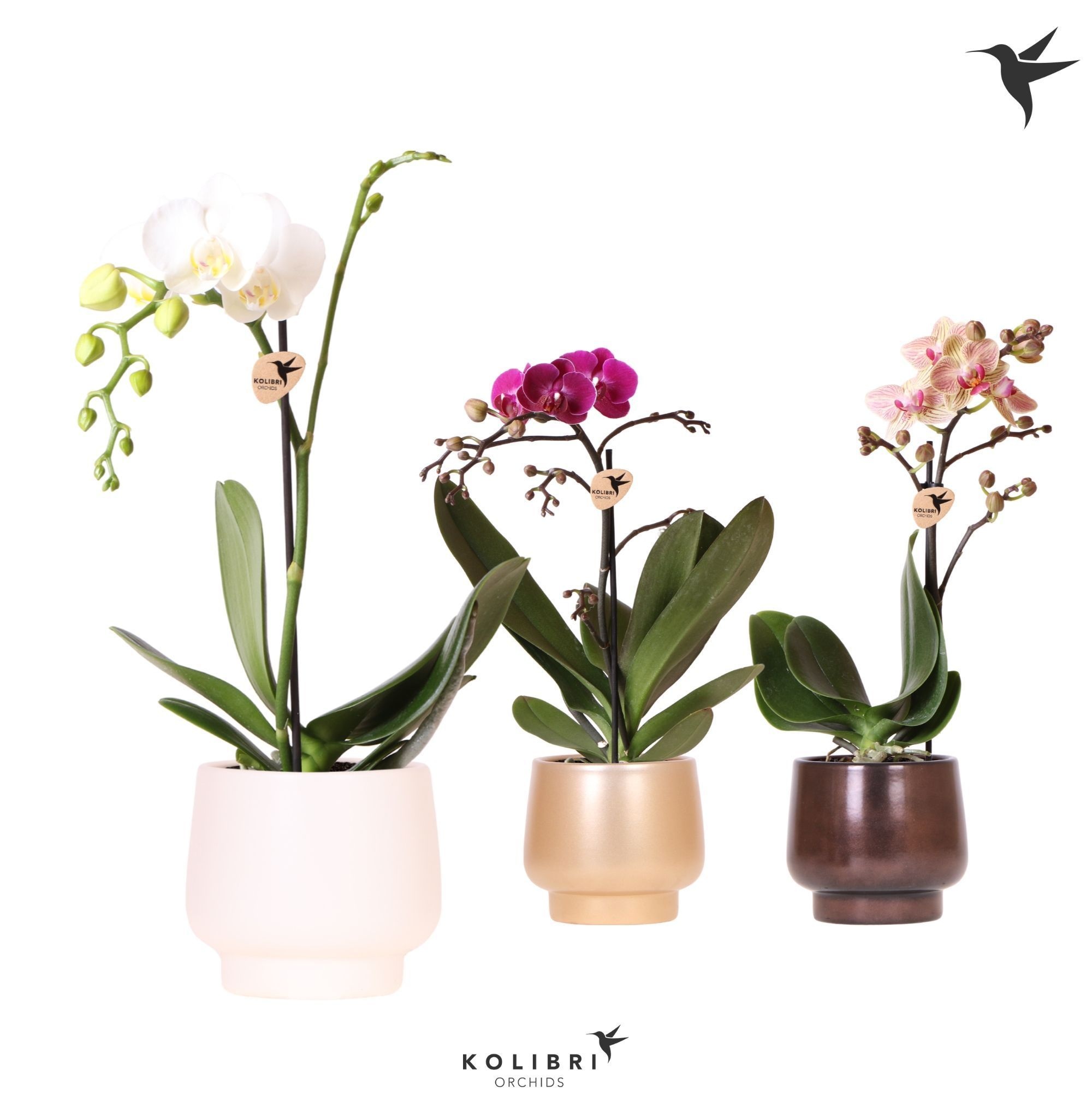 Kolibri Orchids Phalaenopsis mix 1 spike in Scandic pot mix, D 9