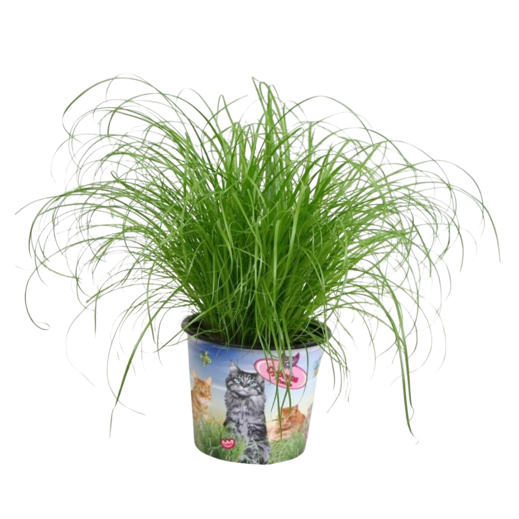 Cyperus alternifolius Zumula in potcover, D 12