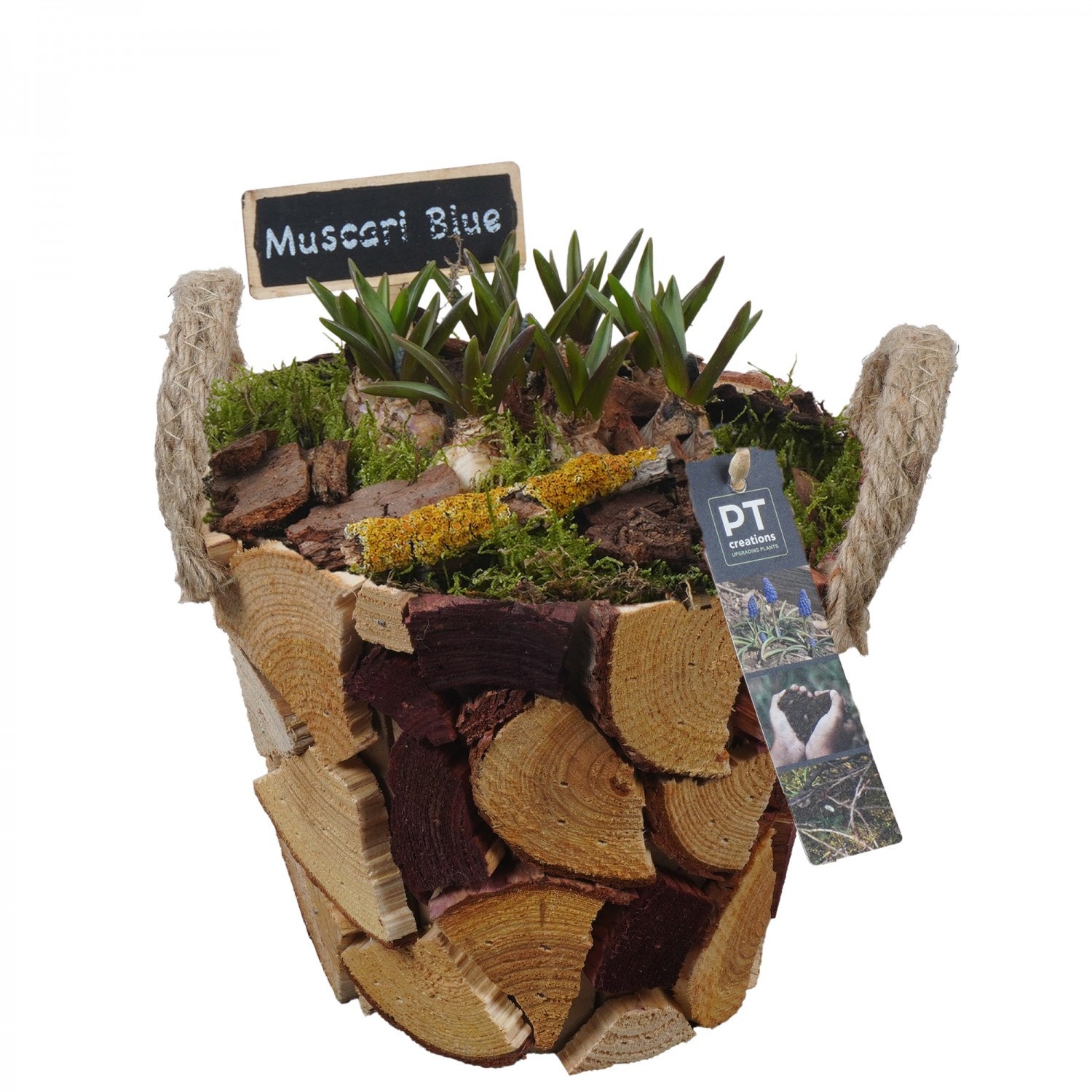 PTMB6264 Arrangement Muscari Blue in hout mand, D 19
