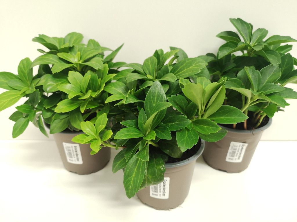 Pachysandra term. Compacta, D 11