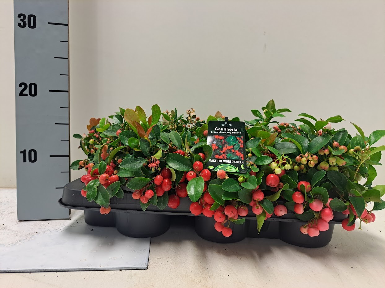 Gaultheria procumbens 'Big Berry' - P9.5, D 9,5 cm