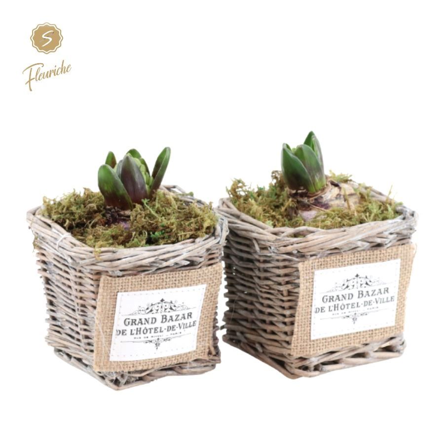 (1408) Hyacint Willow Basket Square [M] Mos, D 9 cm