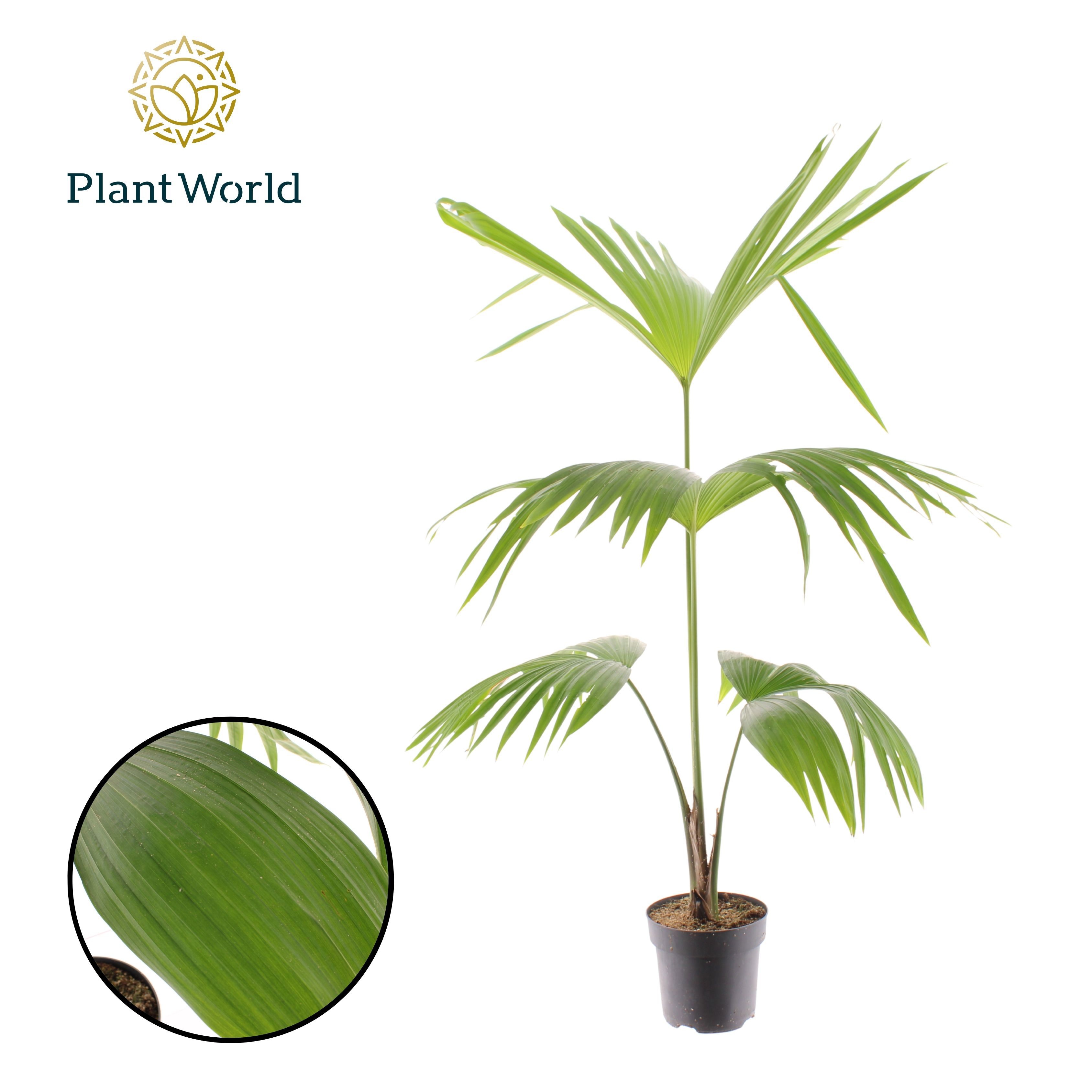 Carludovica Palmata, D 19