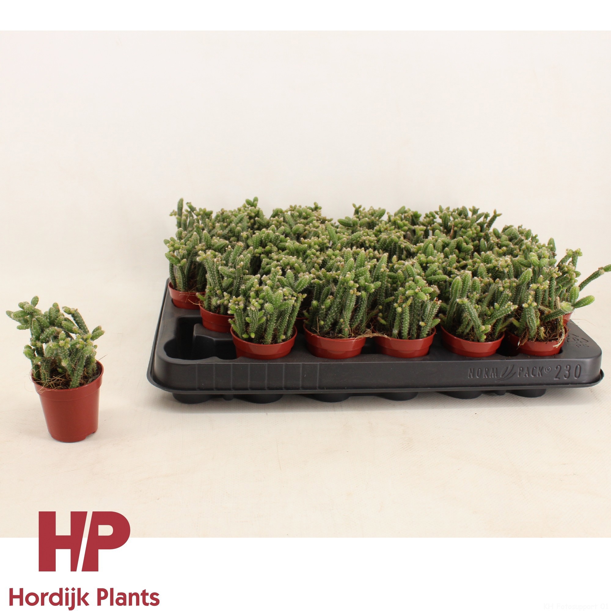 Rhipsalis horrida 5,5cm, D 5,5