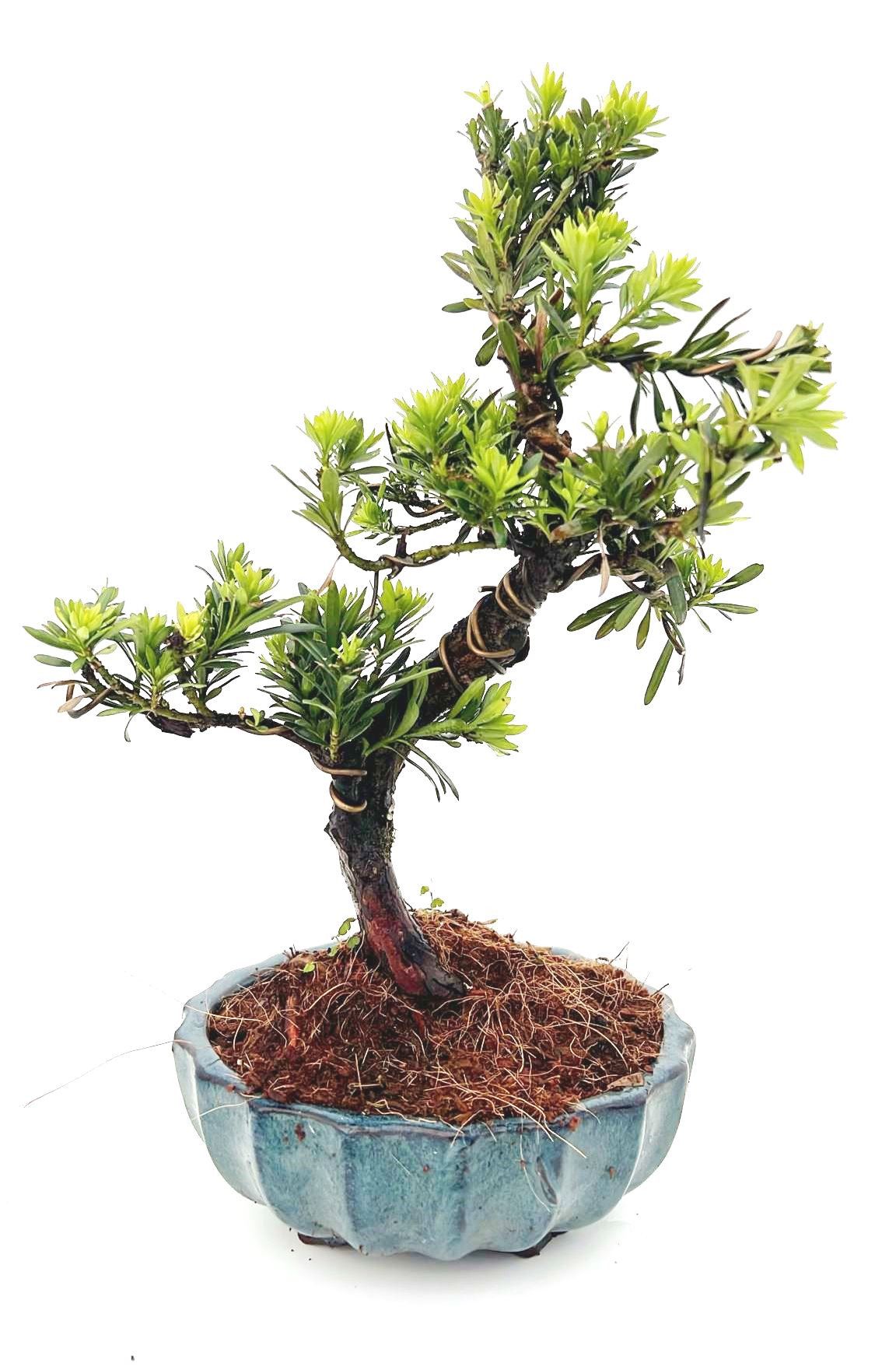 Podocarpus macrophyllus, pot 16cm., shape., D 16 cm