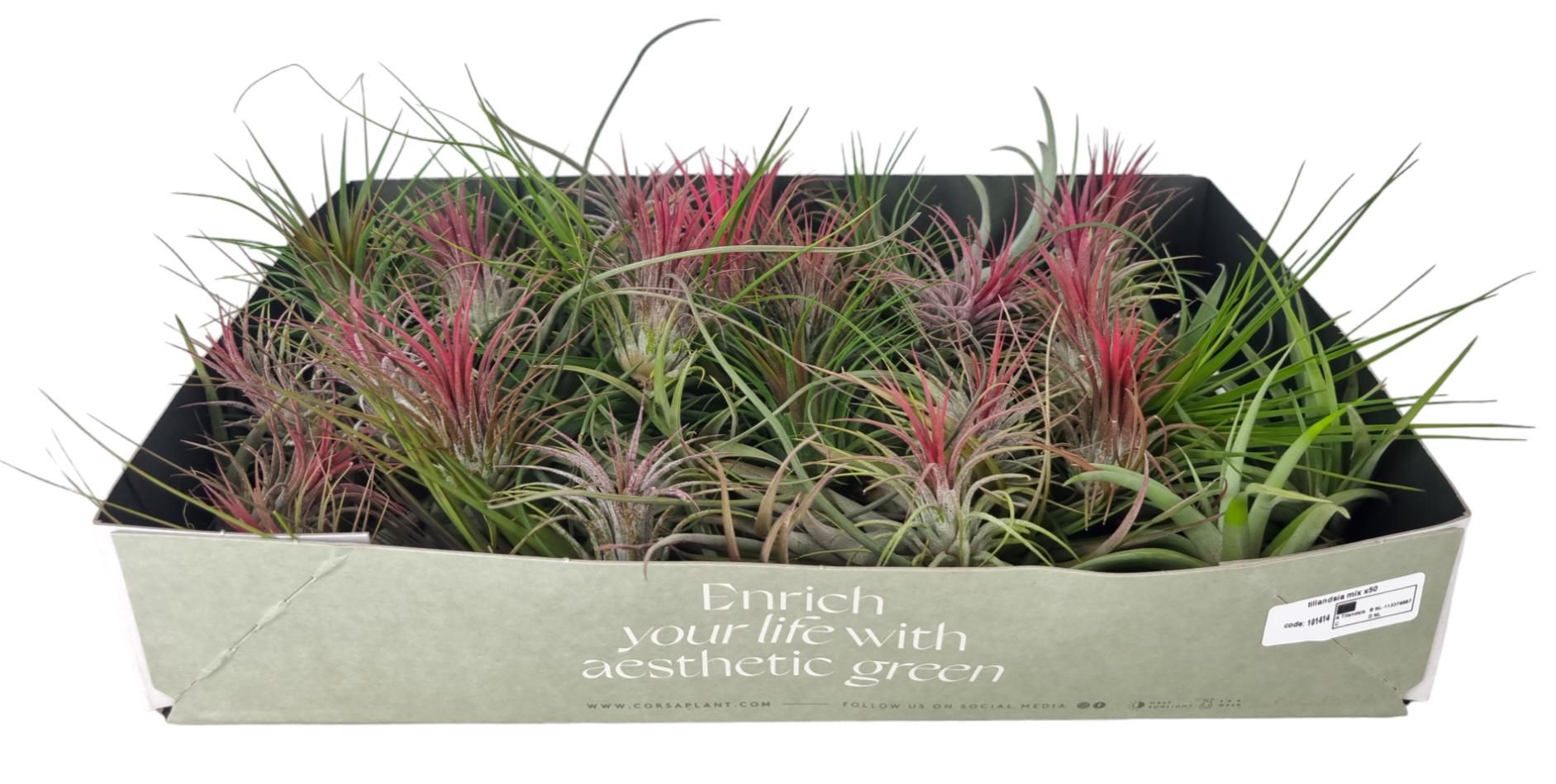 tillandsia mix x50, D 6