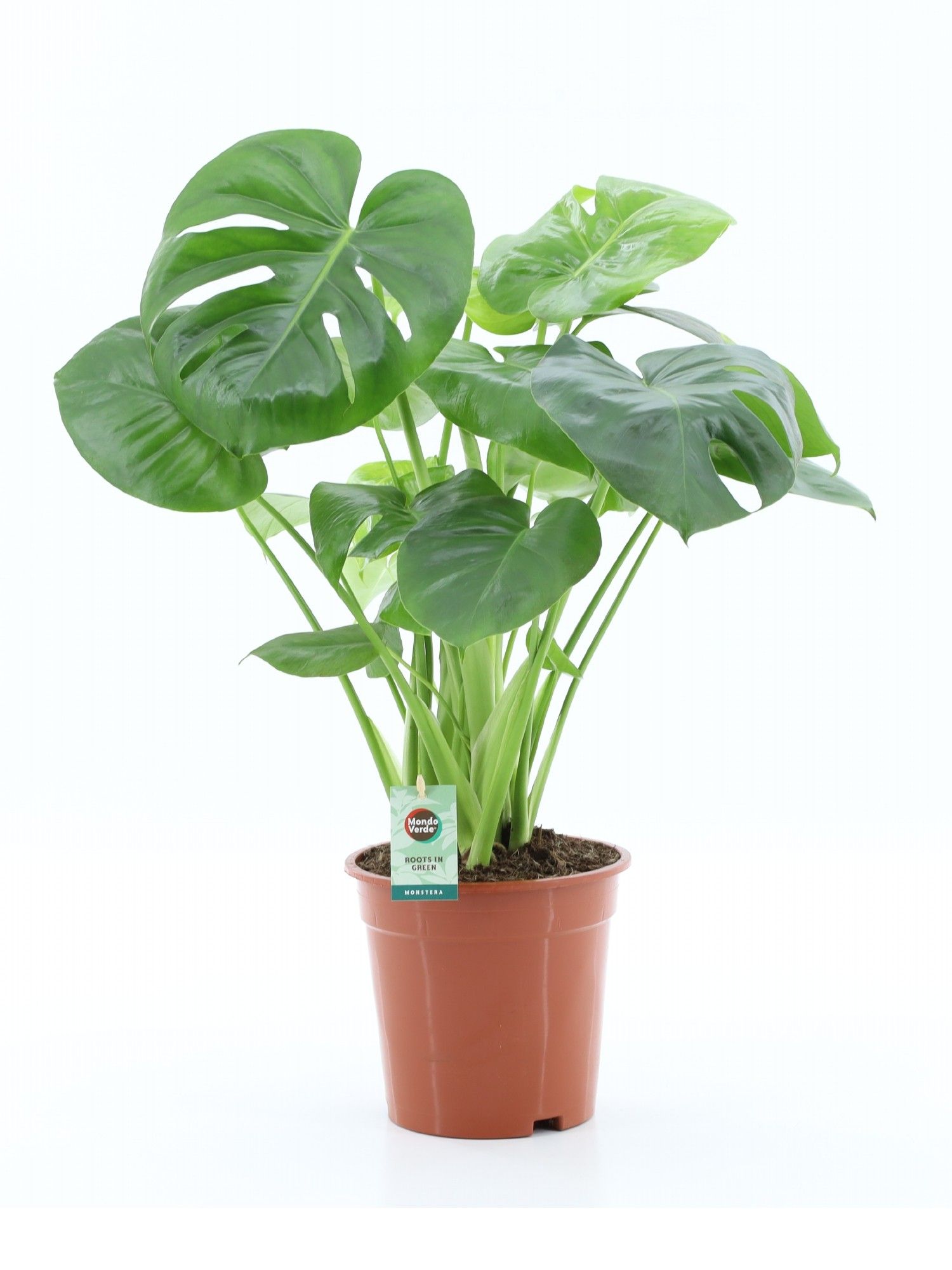 Monstera Deliciosa, D 19