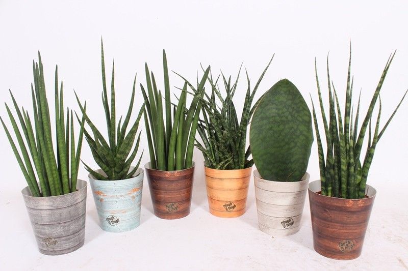 Sansevieria Luxe mix in Rough & Tough cup, D 12 cm