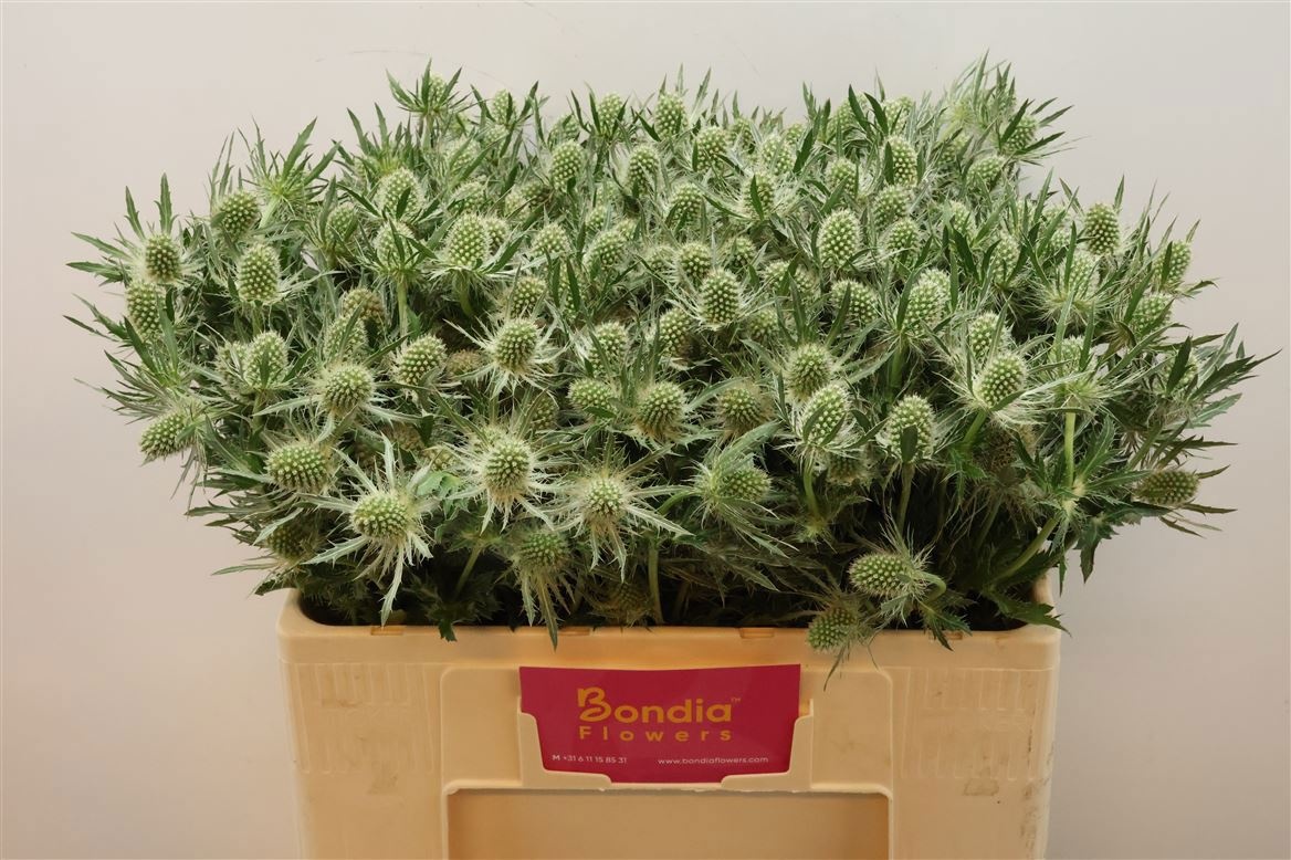 Эрингиум Мэджикал Вайт Лагун 50, шт.