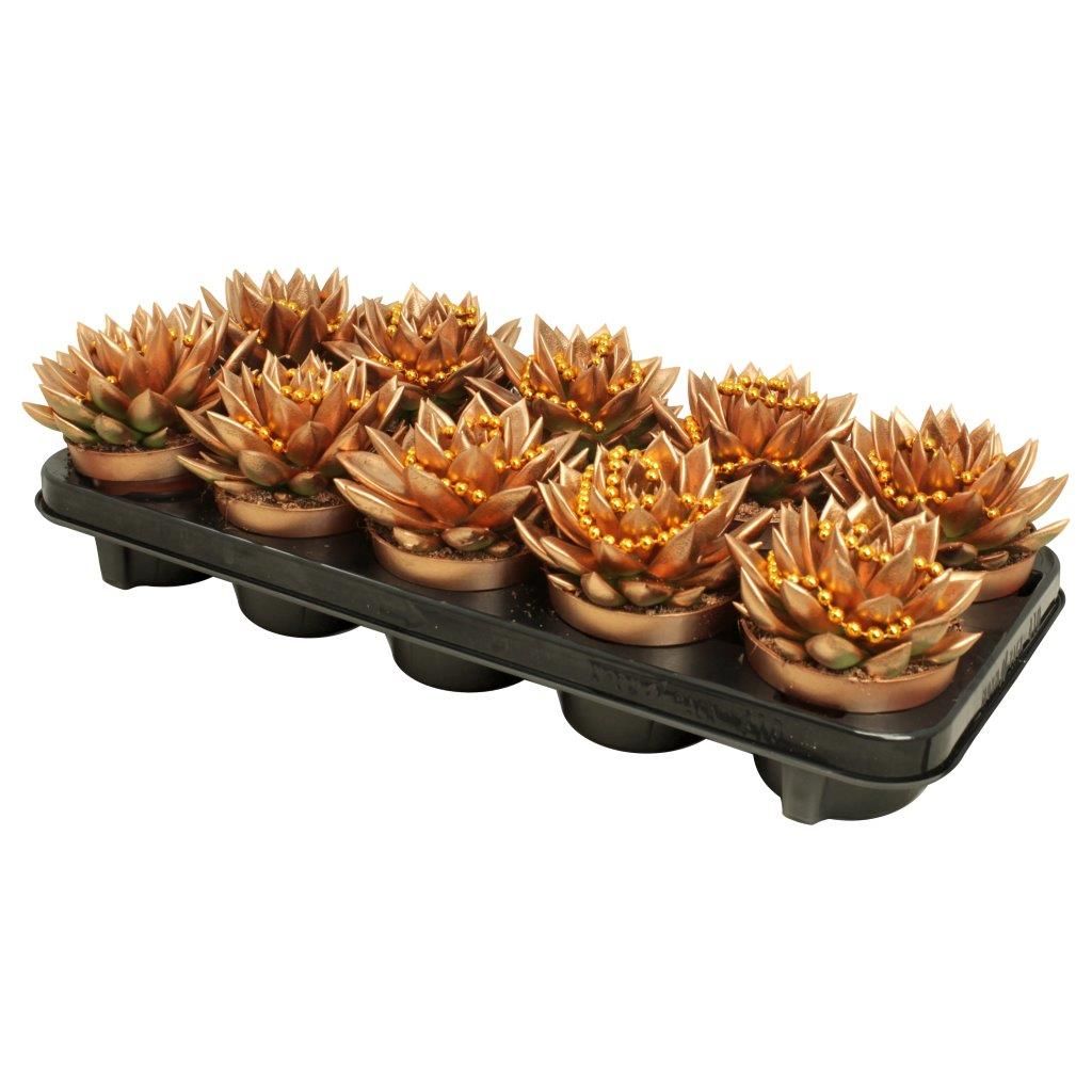 Miranda coloured bronze + chain, D 10,5