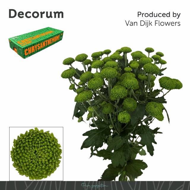 Хризантема куст. Делигрин 70 (зел.), шт.