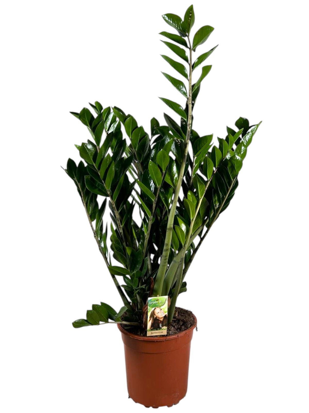 Zamioculcas 10+ veren, D 27