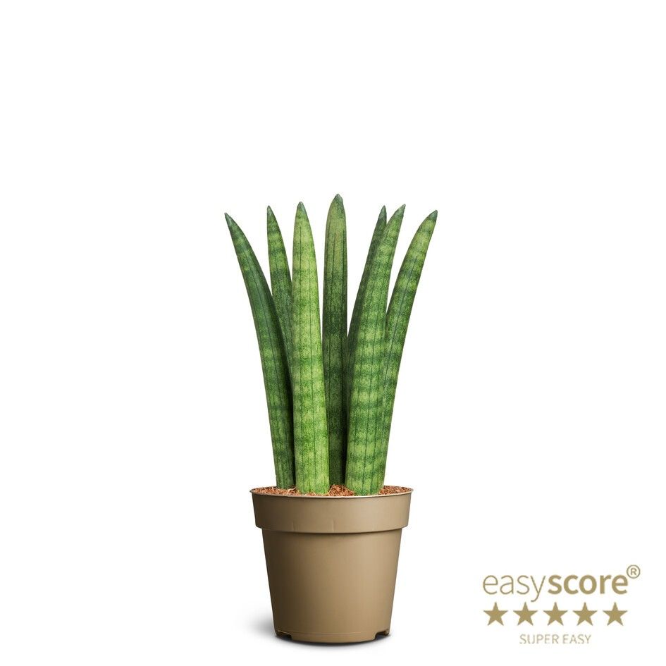 Sansevieria cylindrica Straight, D 9
