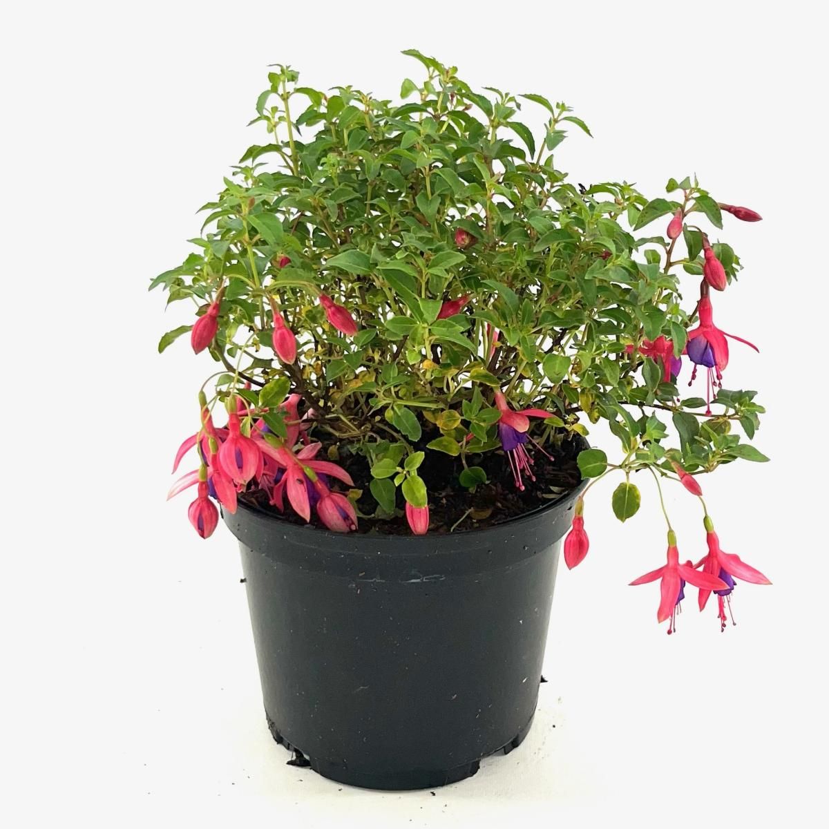 Fuchsia 'Tom Thumb', D 17 cm