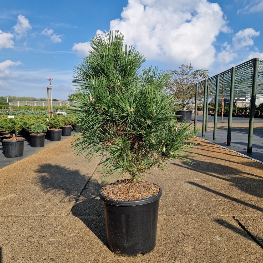 Pinus thunbergii 'Thunderhead', D 31 cm