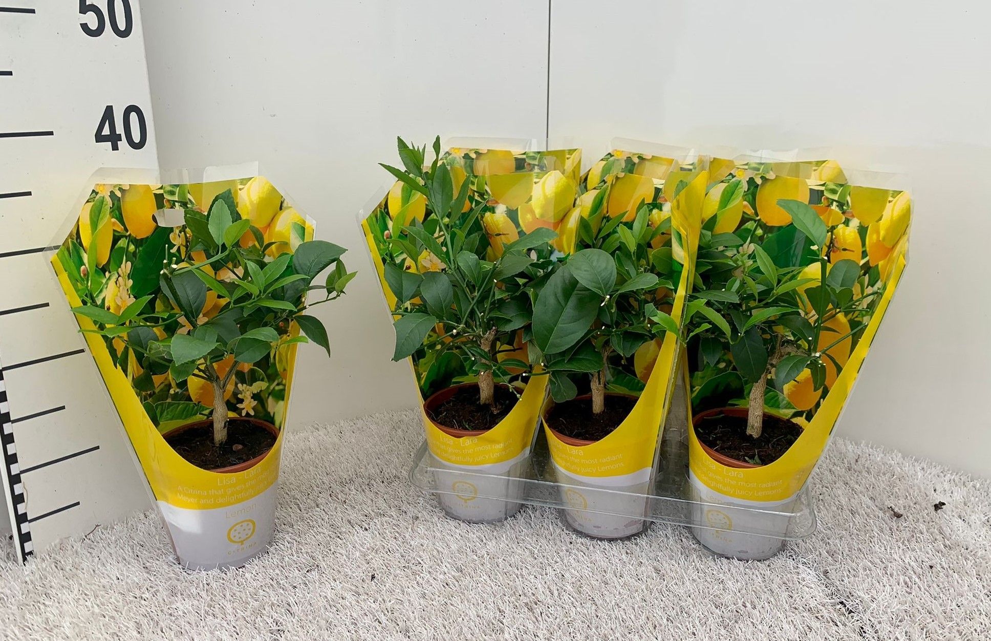 Citrus meyeri Lemon (no fruits) sleeve, D 12