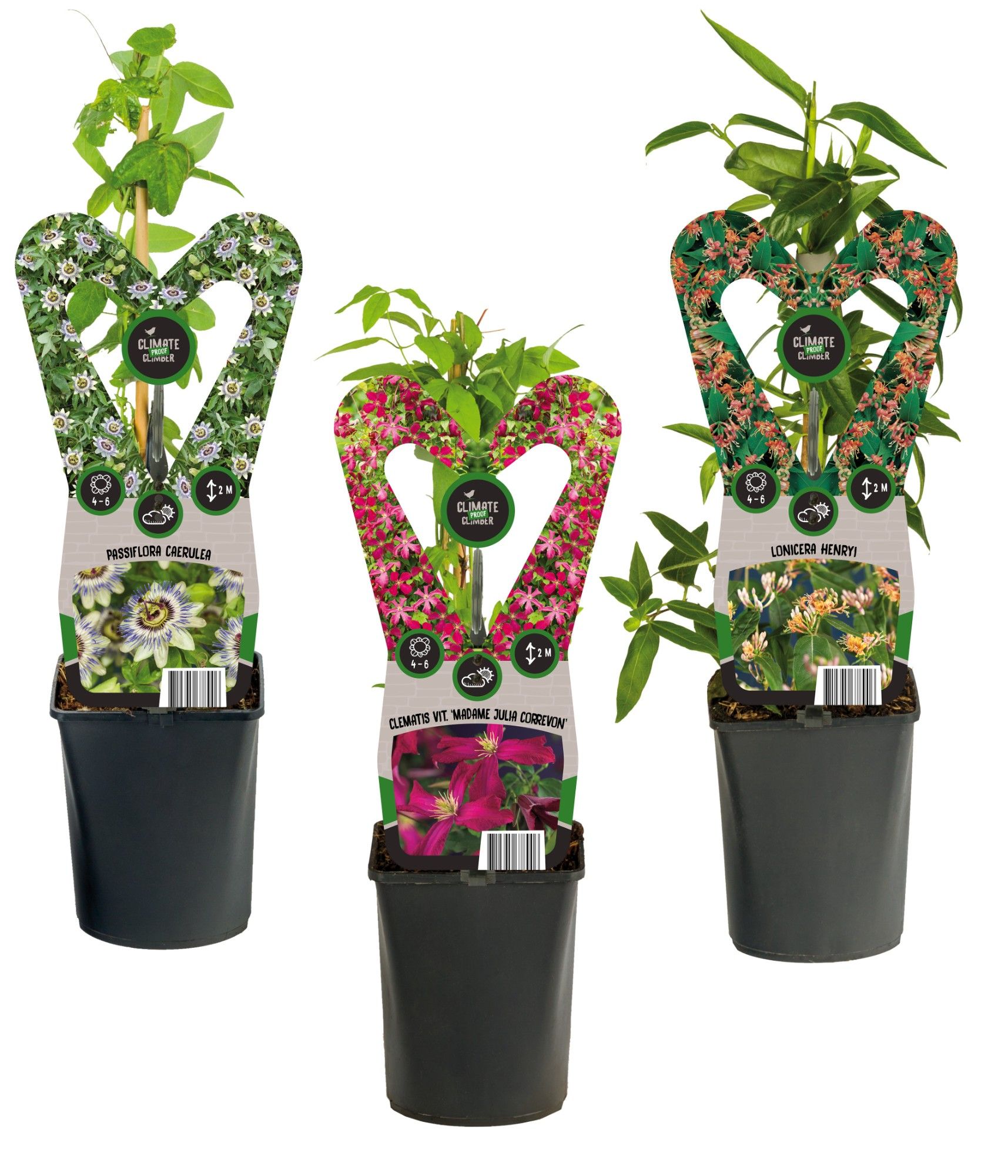 Mix CC 50% Clematis, 50% Climbers +3.0 label, D 11