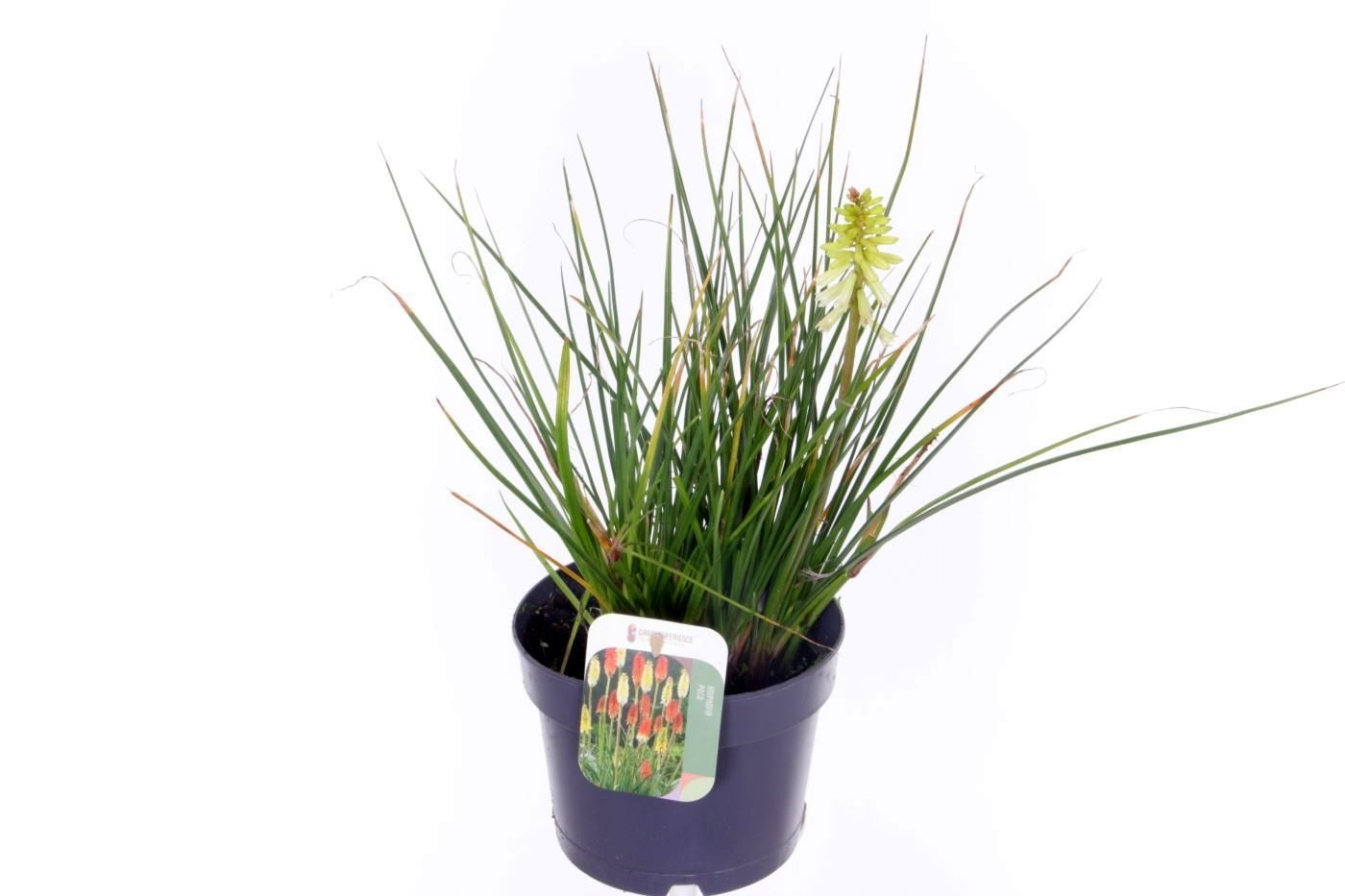 Kniphofia Poco Citron, D 17 cm