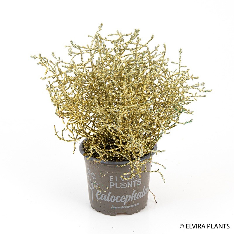 CALOCEPHALUS BROWNII GOLD, D 11 cm