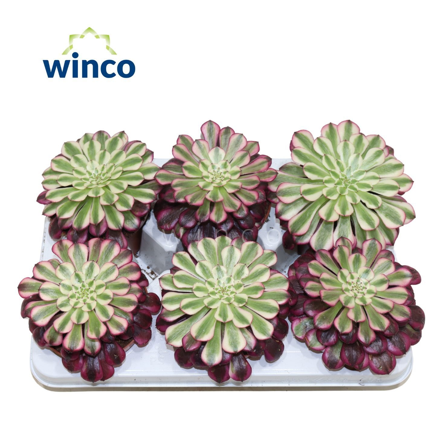 Aeonium Red Copper, D 12