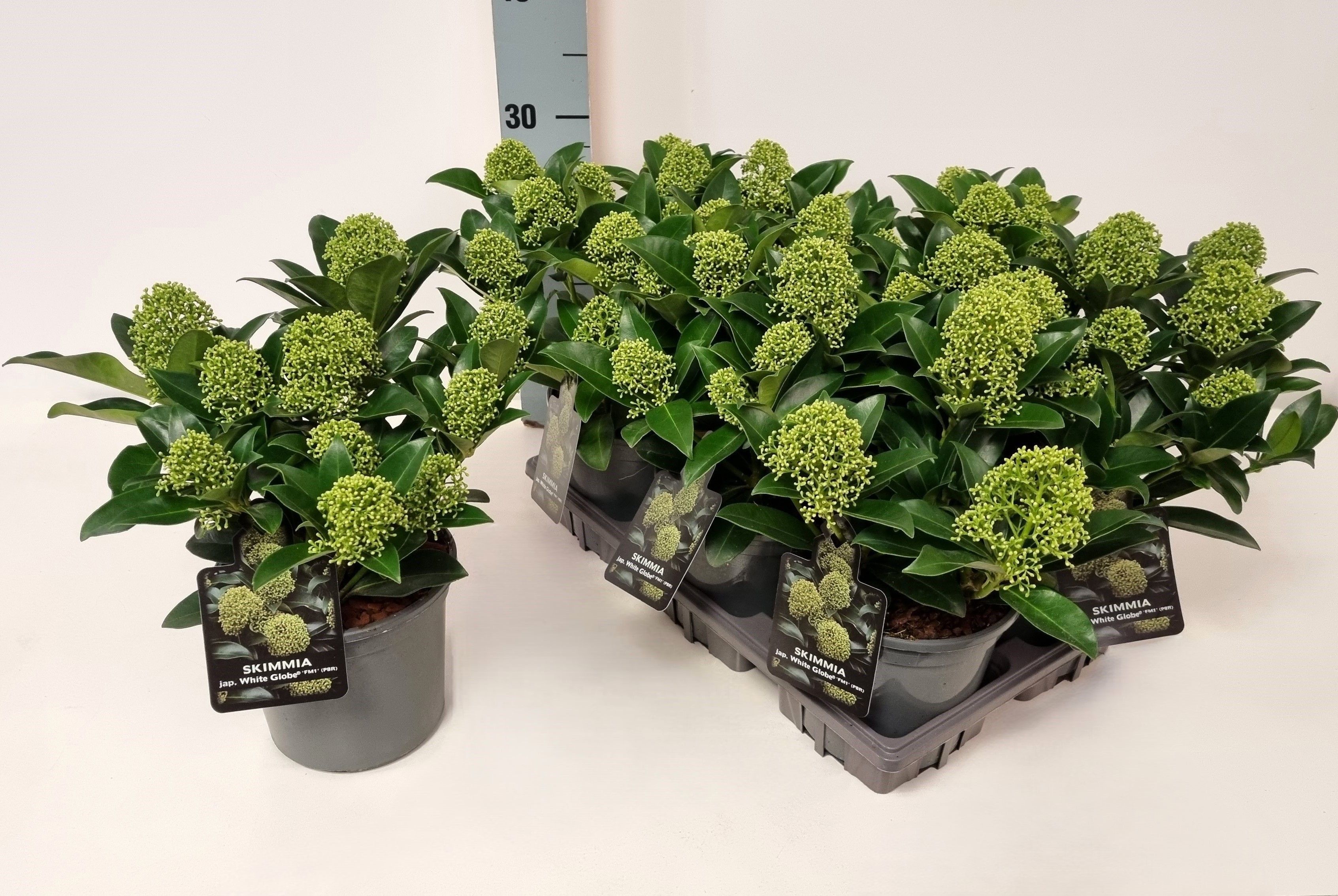 Skimmia jap. 'White Globe' P15, D 15 cm