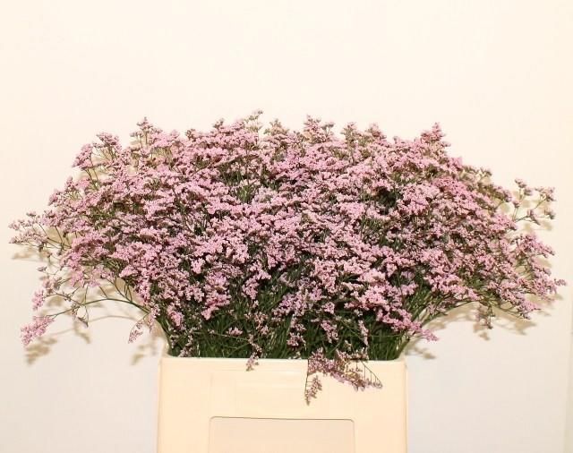 Лимониум Сафора Оши Пинк 70 (светло-роз.), шт.