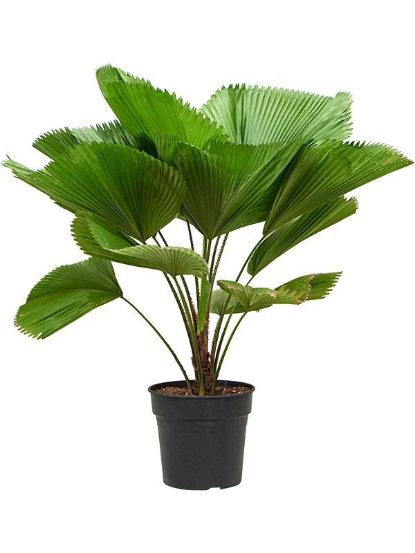 Licuala grandis, D 25