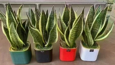 Сансевиерия Премиум Лаки Пот Тайгер Скин Орхидея Мини Форест 方盆（一层装24盆 24 33