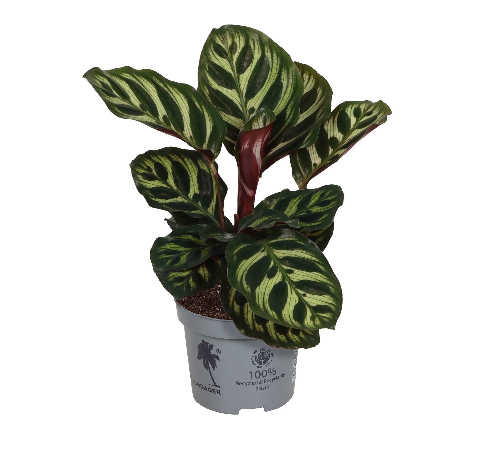 Calathea Makoyana 9 cm, D 9 cm Calathea Makoyana 9 cm, D 9 cm