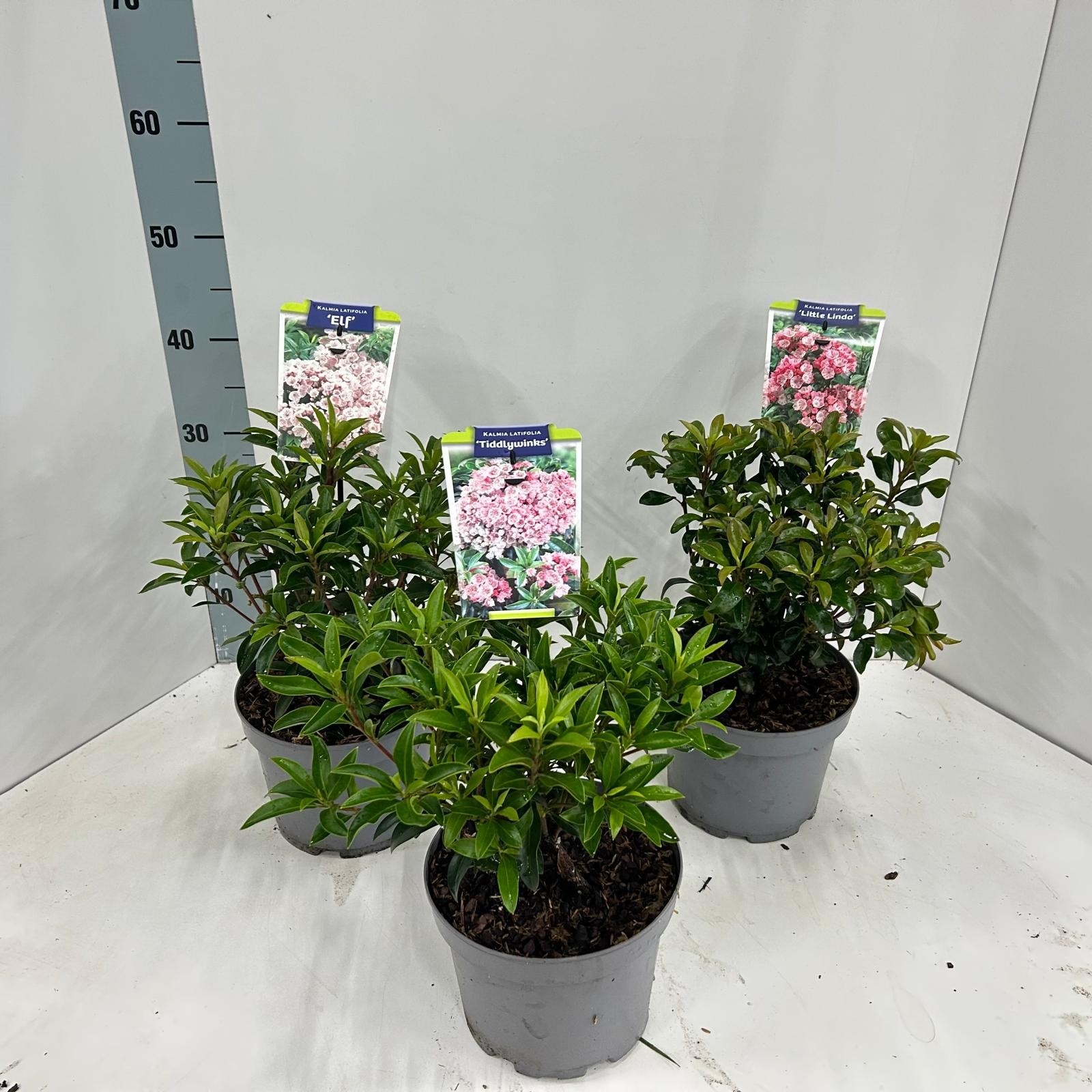 Kalmia latifolia mix (minimum order one layer), D 21