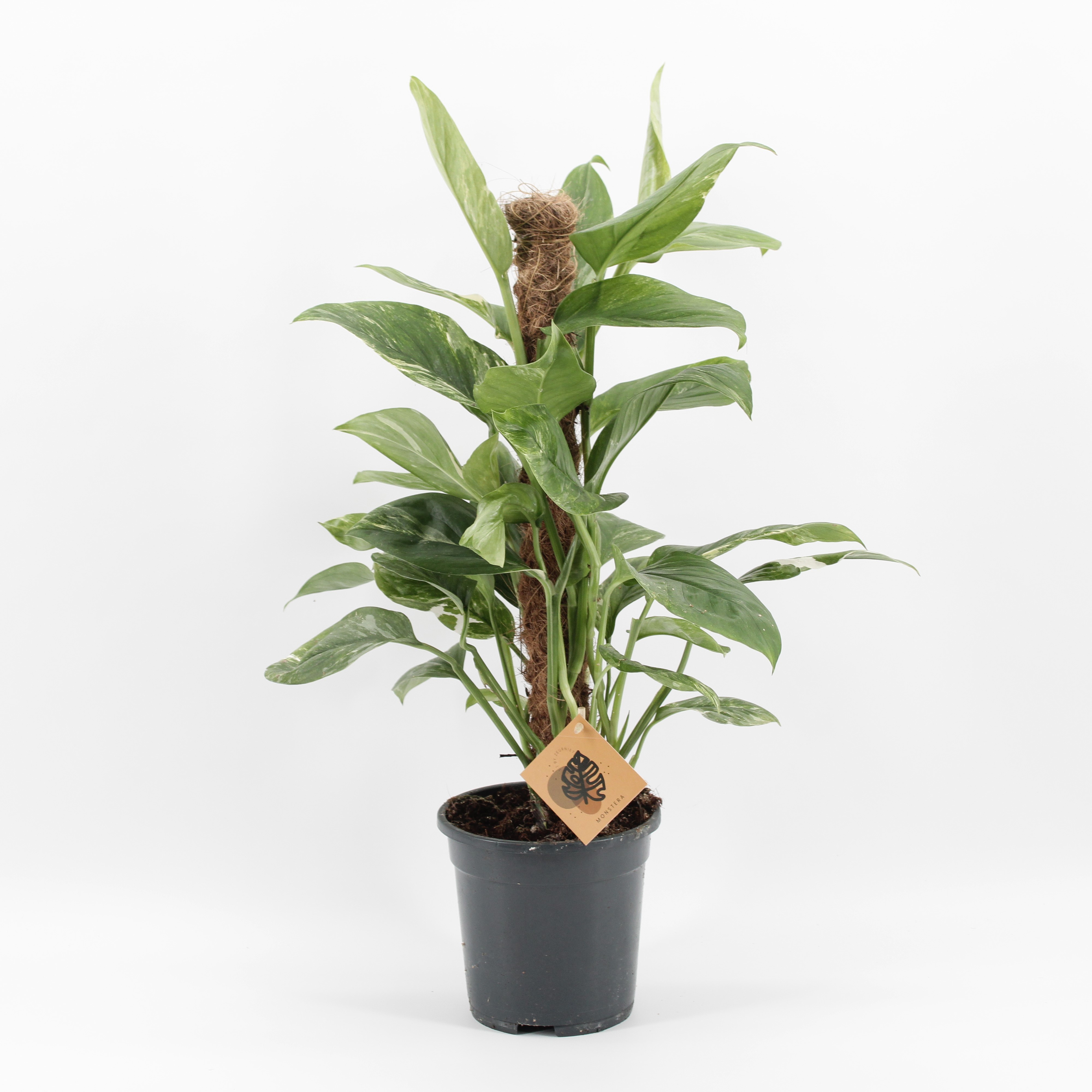 Monstera Lechleriana Variegata, D 17