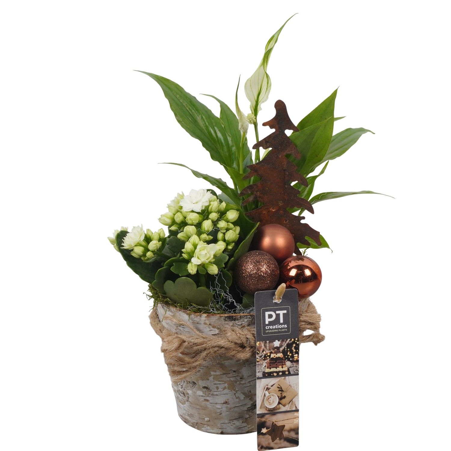 PTCHB9808 Arrangement Christmas Bronze in houten pot, D 11 cm