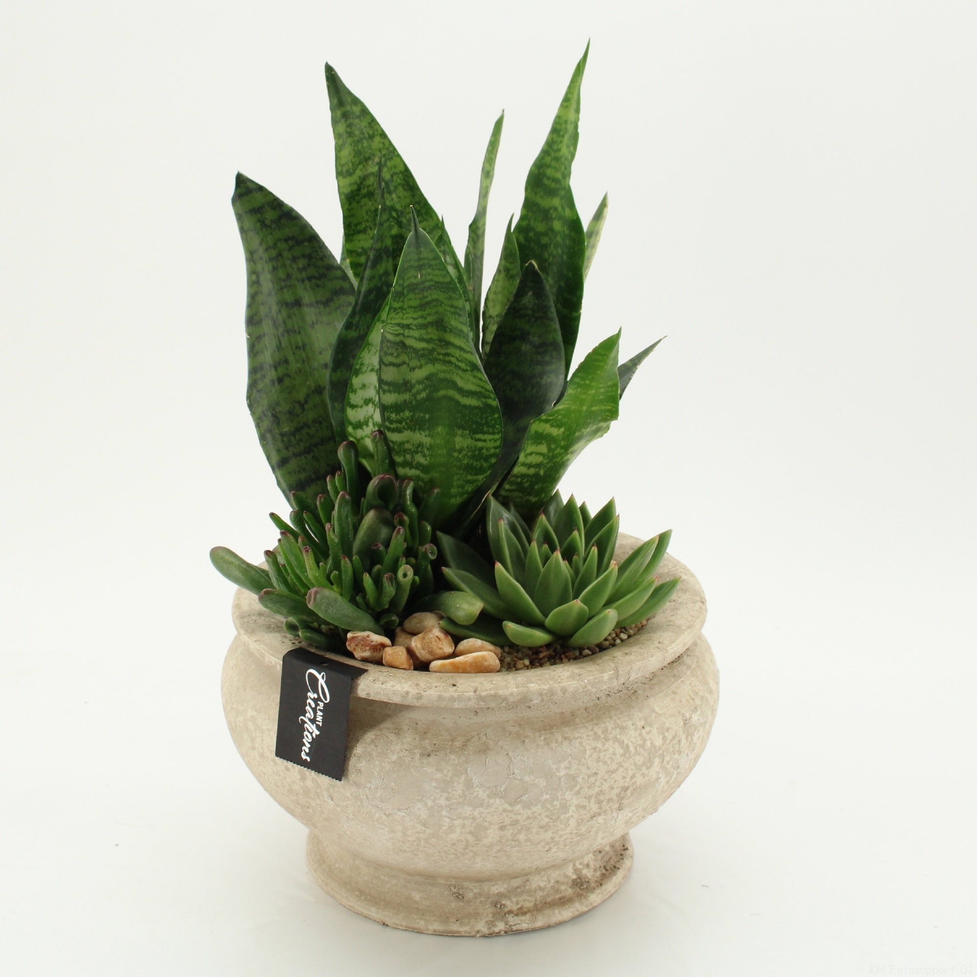 SUCR-2631 Succulent Essentials, D 25