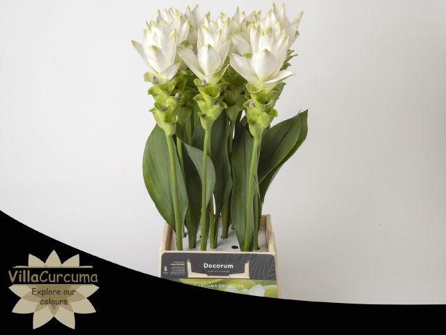 Куркума Сиам Спирит 60, шт.