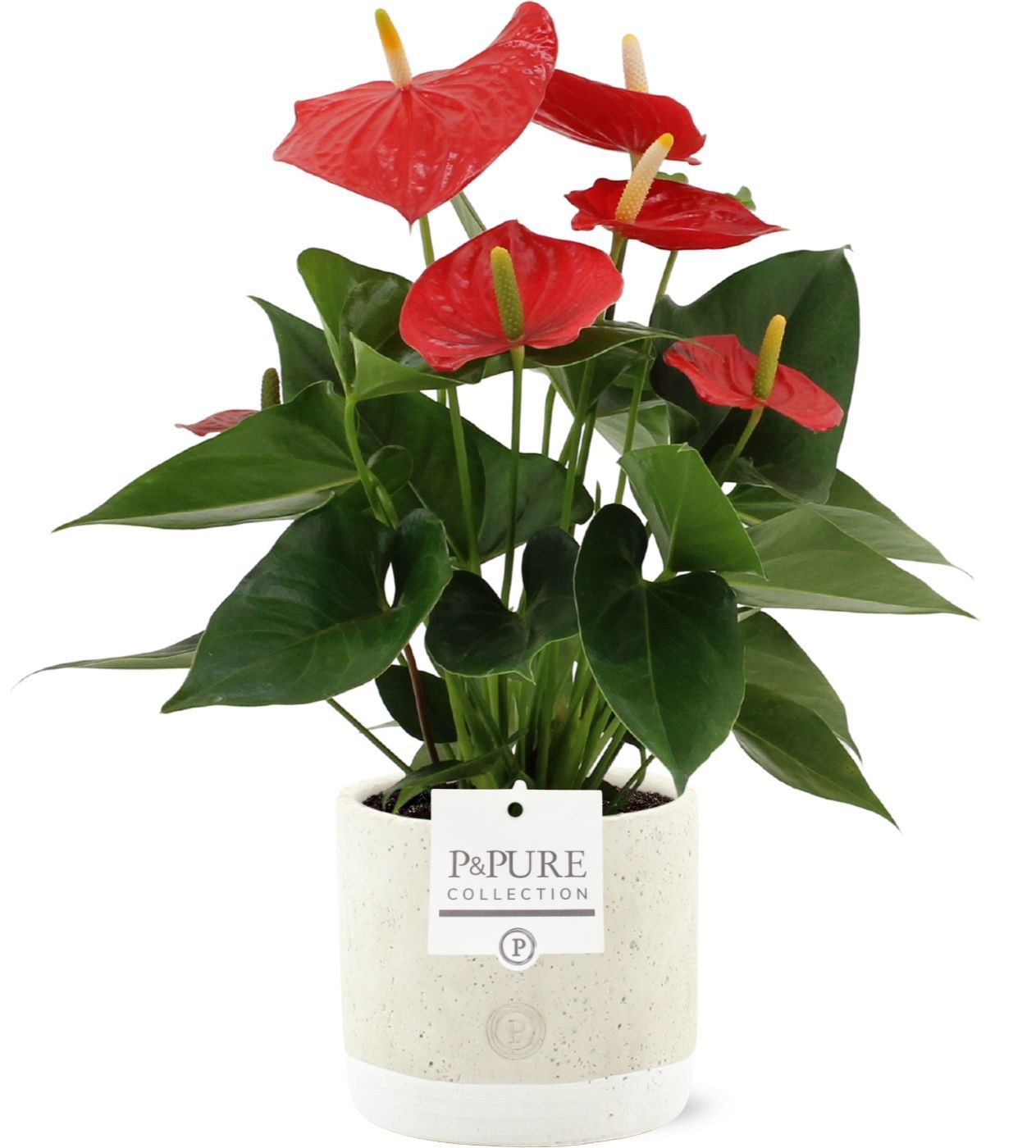 Anthurium Esudo in Pure Jade ceramic, D 12