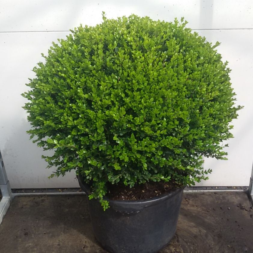 Buxus microphylla Faulkner 70cm bol, D 50